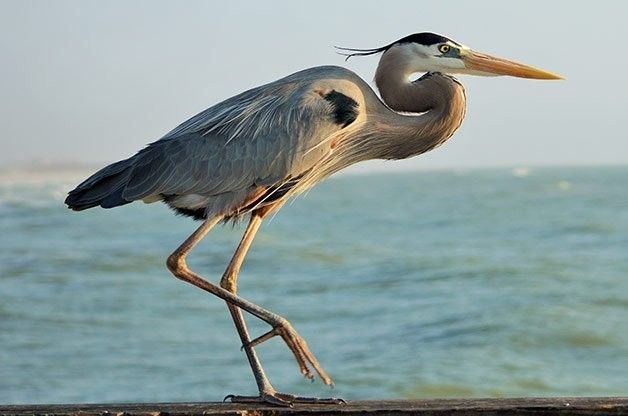 Grey Heron in Tanzania in Tanzania
